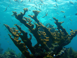 Elkhorn coral in the Florida Keys. Credit: NOAA